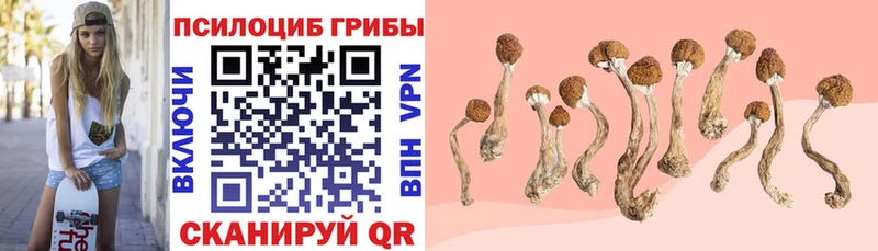 где можно купить   Мостовской  блэк спрут маркетплейс  Галлюциногенные грибы Cubensis 